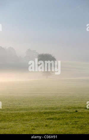 Morgennebel Atmosphäre im Kleinfeld, Berndorf, Triestingtal Tal, Lower Austria, Austria, Europa Stockfoto