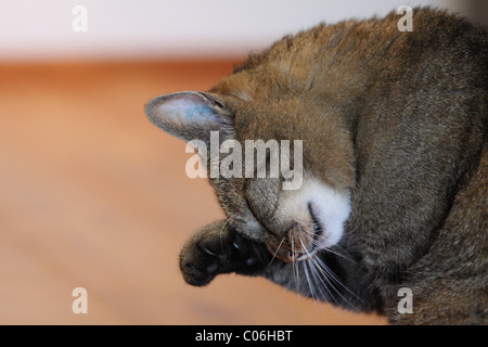 Hauskatze Stockfoto