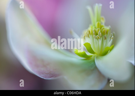 Helleborus "Wintersonne" - Nieswurz, Fastenzeit Rose Stockfoto