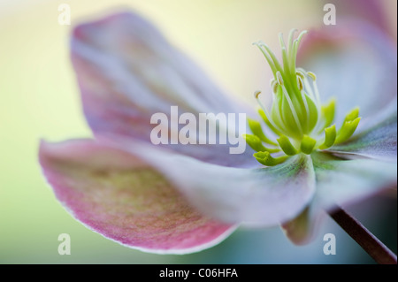 Helleborus "Wintersonne" - Nieswurz, Fastenzeit Rose Stockfoto