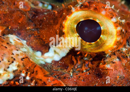 Smallscale Scorpionfish, Auge Detail, Rotes Meer, Sudan Stockfoto