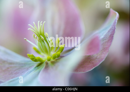 Helleborus "Wintersonne" - Nieswurz, Fastenzeit Rose Stockfoto