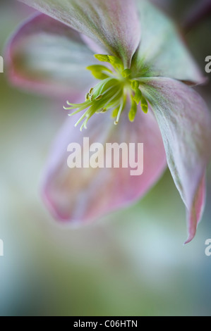 Nahaufnahme der Winterblüher pink flower auch als Fastenzeit Rose von Christrose bekannt Stockfoto