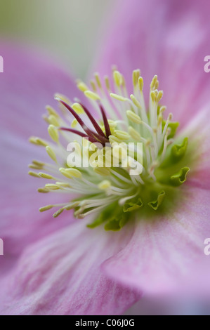 Nahaufnahme der Winterblüher pink flower auch als Fastenzeit Rose von Christrose bekannt Stockfoto