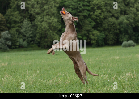 laufenden Weimaraner Stockfoto