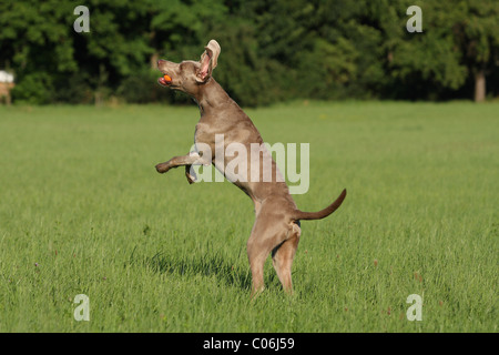 laufenden Weimaraner Stockfoto