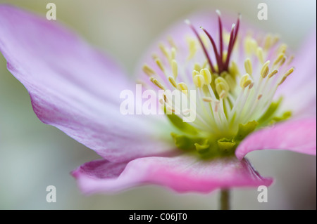 Eine einzelne Blume rosa Nieswurz - Helleborus Stockfoto