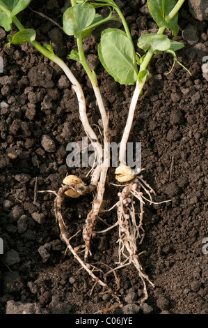 Wurzelknöllchen mit Rhizobium Bakterien an den Wurzeln einer Garten-Erbse (Pisum Sativum). Stockfoto