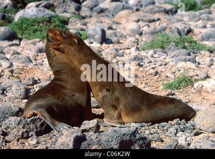 Young-Galapagos-Seelöwen (Zalophus Californianus Wollebaeki) Stockfoto