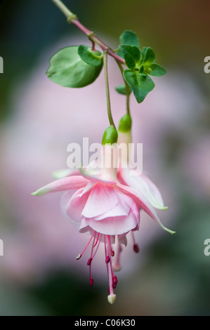 Blüte Rosa fuchsia Blumen Stockfoto