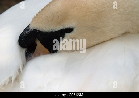 Höckerschwan Altvogel mit Bill unter Flügel Stockfoto
