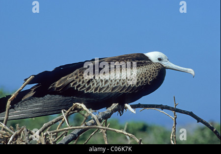 Young herrlichen Fregattvogels (Fregata magnificens), Galapagos Stockfoto