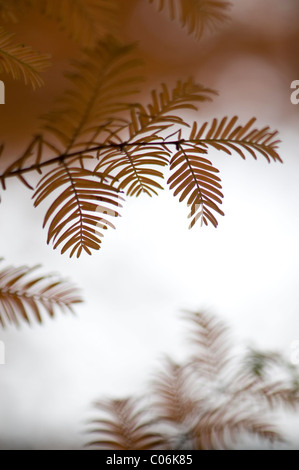 Das weiche Silhouette Laub der Metasequoia Glyptostroboides - Dawn Redwood-Baum Stockfoto