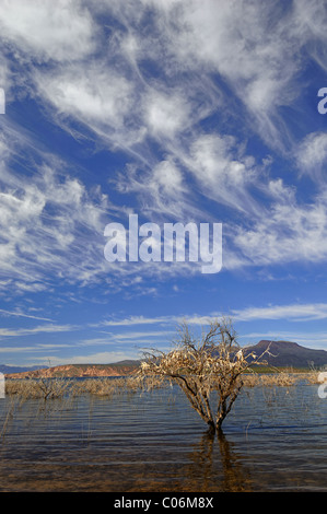 Theodore Roosevelt Lake (in der Regel Roosevelt Lake, manchmal Lake Roosevelt genannt) ist ein großes Reservoir in Arizona Stockfoto