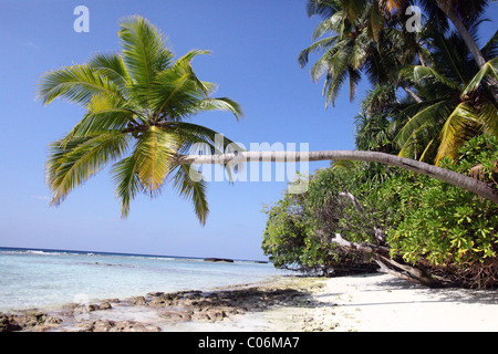 Palm-Baum überhängend, am Strand, Rasdhoo Atoll, Malediven Stockfoto