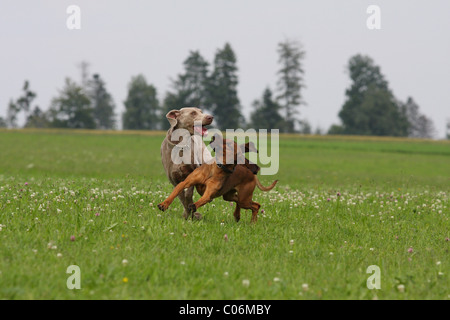 Bayerischen Sennenhund Stockfoto