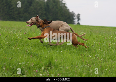 Bayerischen Sennenhund Stockfoto