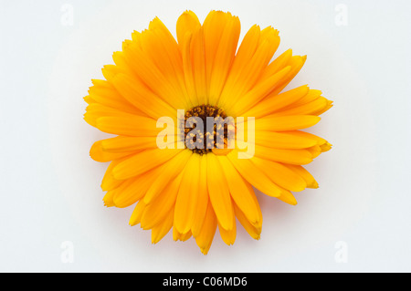 Topf, Ringelblume, Ruddles, Scotch Ringelblume (Calendula Officinalis), Blütenstand, Studio Bild vor einem weißen Hintergrund. Stockfoto