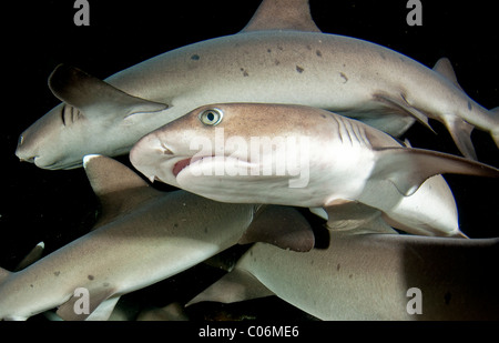Gruppe von Weißspitzen-Riff-Haie, Cocos Island, Costa Rica Stockfoto