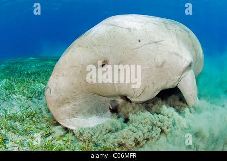 Dugong, Rotes Meer, Ägypten Stockfoto