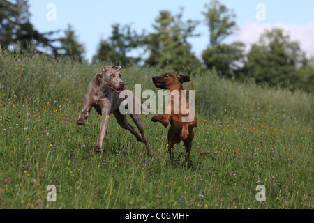 Bayerischen Sennenhund Stockfoto