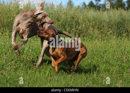 Bayerischen Sennenhund Stockfoto