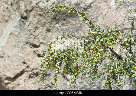 Magellan Berberitze (Microphylla = Berberis Buxifolia) Strauch mit Früchten National Park Torres del Paine Patagonien Chile Stockfoto