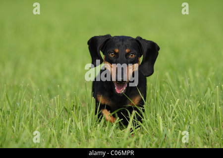 laufenden teckel Stockfoto