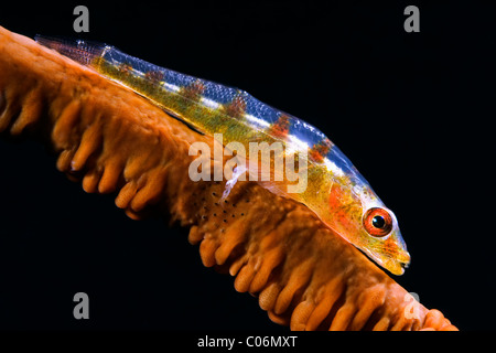 Peitsche Korallen Grundel, Lembeh, Indonesien Stockfoto