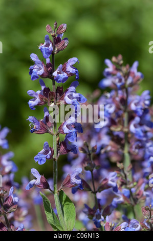 Griechischer Salbei (Salvia Fruticosa, Salvia Triloba), Stielen. Stockfoto