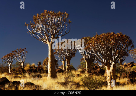 Köcherbaumwald, Keetmanshoop, Namibia, Afrika Stockfoto