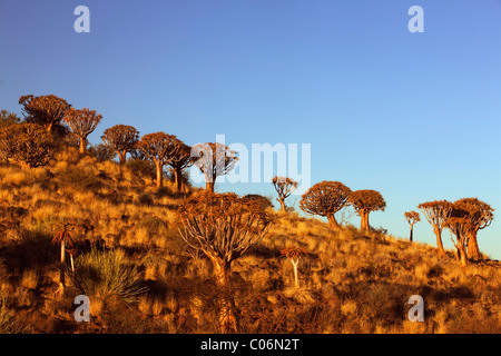 Köcher Baum Wald, Keetmanshoop, Namibia, Afrika Stockfoto