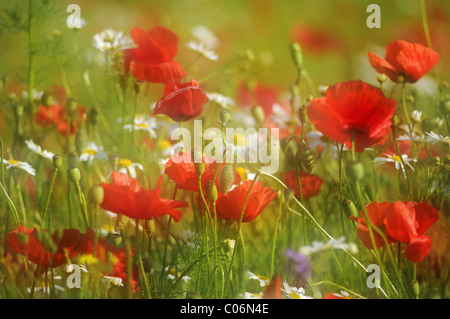 Detail einer Sommerwiese mit Mohn (Papaver Rhoeas) und Margeriten (Leucanthemum Vulgare), Deutschland, Europa Stockfoto