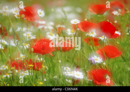 Detail einer Sommerwiese mit Mohn (Papaver Rhoeas) und Margeriten (Leucanthemum Vulgare), Deutschland, Europa Stockfoto