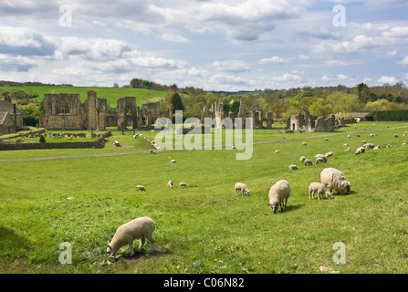 Schafe und Lämmer Weiden auf einem Feld am Easby Abbey in der Nähe von Richmond, North Yorkshire Stockfoto