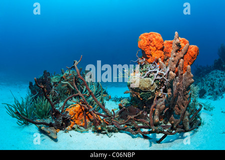 Riff-Bildung, verschiedene bunte Schwämme, Orange Elephant Ear Sponge (Agelas Clathrodes), Korallen, sandigen Boden, Little Tobago Stockfoto