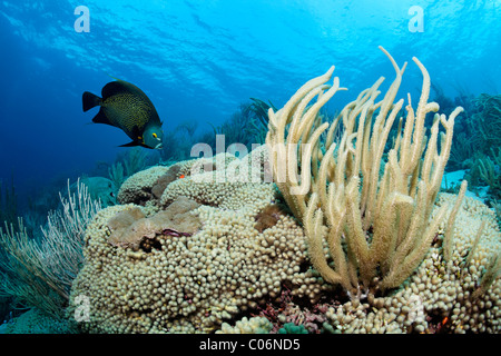 Korallenriff, Riesen Schlitz-Pore Meer Stab (Plexaurella Nutans), französische Angelfisch (Pomacanthus Parus), Little Tobago, Speyside Stockfoto