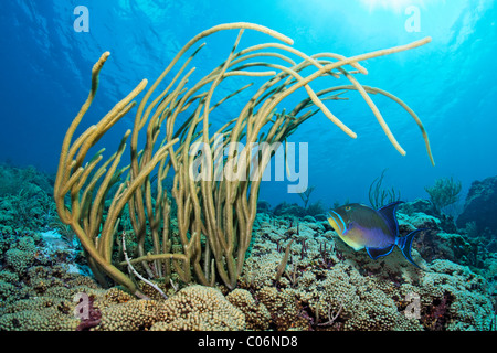 Korallenriff, Riesen Schlitz-Pore Meer Stab (Plexaurella Nutans), Königin Drückerfisch (Balistes Vetula), Little Tobago, Speyside Stockfoto