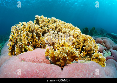 Verzweigte Feuerkoralle (Millepora Alcicornis), gelb, reizen, unbekannte rosa Kissen Korallen, Little Tobago Speyside Stockfoto