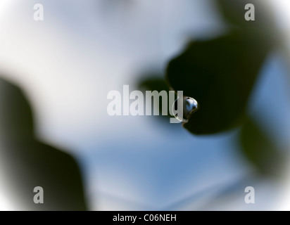 Wassertropfen auf Blattspitze. Stockfoto