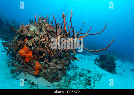 Korallenriff, Korallenblock überwuchert, verschiedene bunte Schwämme und Korallen, Sandboden, Little Tobago, Speyside Stockfoto