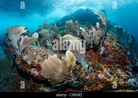 Korallenriff mit starken Wellen und Strömungen, Venus Gorgonien (Gorgonia Flabellum), Little Tobago, Speyside, Trinidad und Tobago Stockfoto