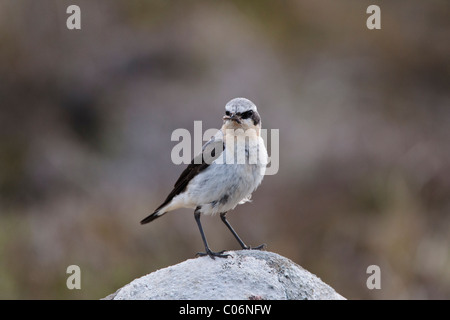 Steinschmätzer thront auf einem Felsen mit Nahrung im Schnabel Stockfoto