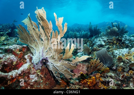 Coral Reef in starke Wellen und Strömungen, Venus Gorgonien (Gorgonia Flabellum), Little Tobago, Speyside, Trinidad und Tobago Stockfoto