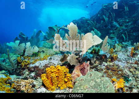 Coral Reef in starke Wellen und Strömungen, Venus Gorgonien (Gorgonia Flabellum), Yello Rohr Schwamm, (Aplysina Fistularis) wenig Stockfoto