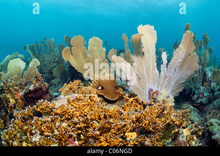 Korallenriff, Venus Gorgonien (Gorgonia Flabellum), verzweigte Feuerkoralle (Millepora Alcicornis), gelb, Little Tobago, Speyside Stockfoto