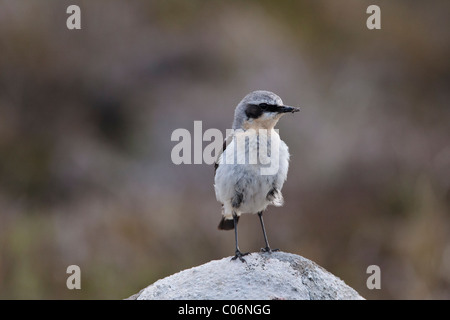 Steinschmätzer thront auf einem Felsen mit Nahrung im Schnabel Stockfoto