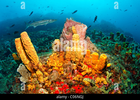 Riff-Landschaft, gelbe Rohr Schwamm (Aplysina Fistularis), große Barrakudas (größten Barracuda), Little Tobago, Speyside Stockfoto