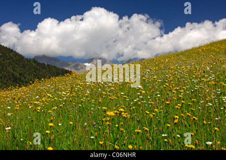 Blühende Wiese, alpine Wiesen im Frühjahr, Berner Oberland, Schweiz, Europa Stockfoto