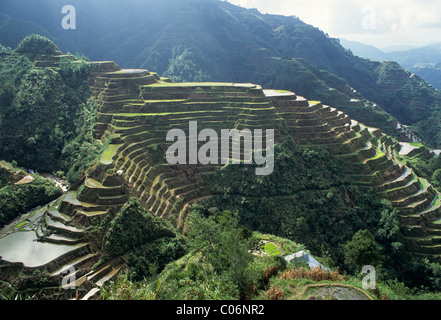 Elch 136-1855 Philippinen Luzon Ifugao Provinz Banaue Reis-Terrassen Stockfoto